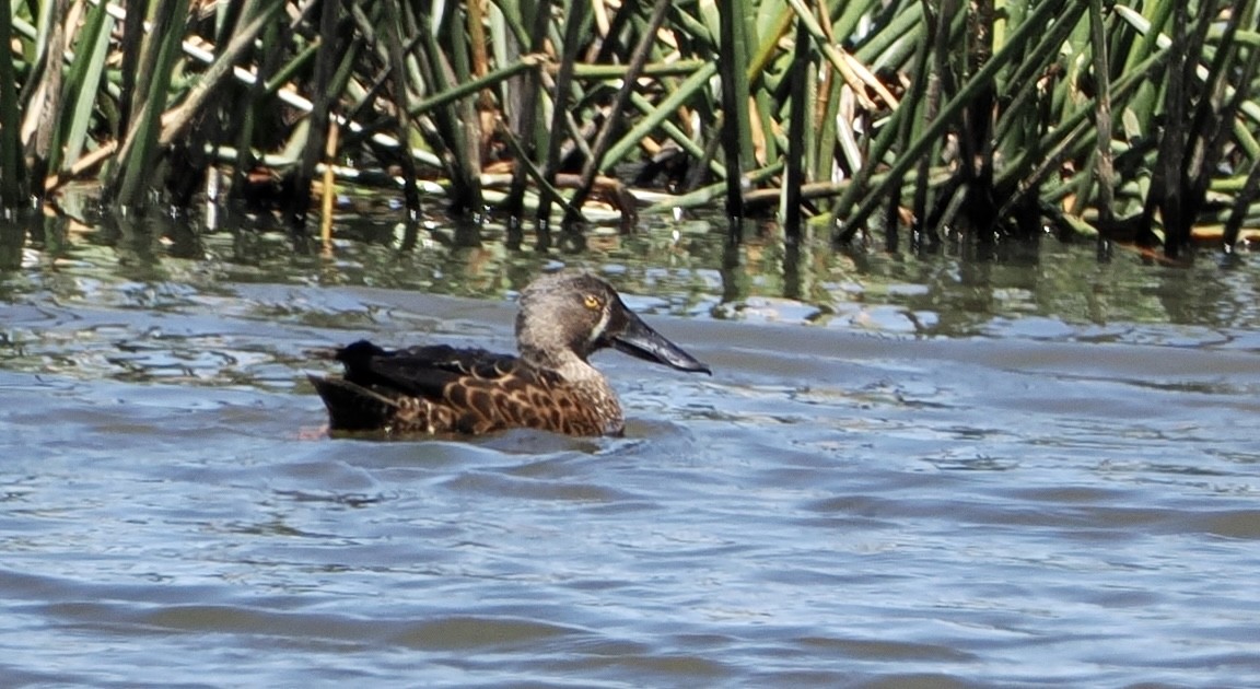 Australasian Shoveler - ML610160950