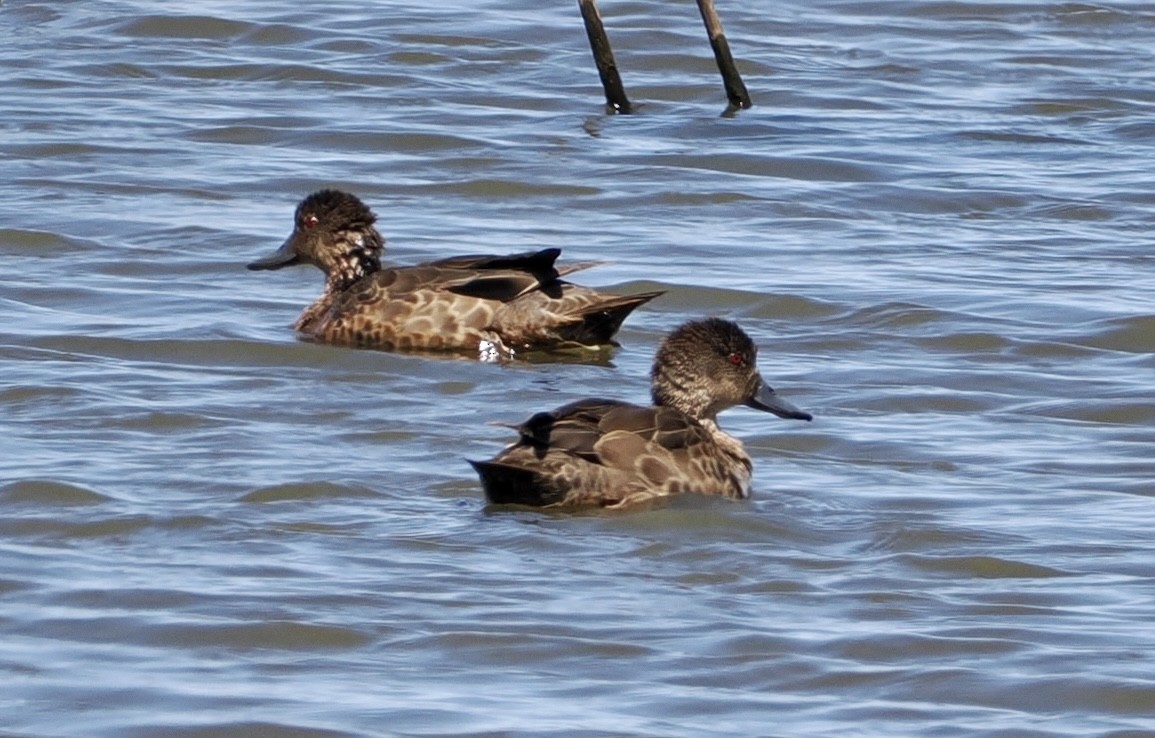 Chestnut Teal - ML610160956