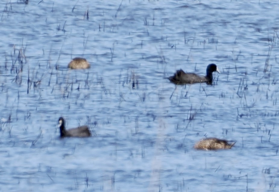 Eurasian Coot - ML610160957