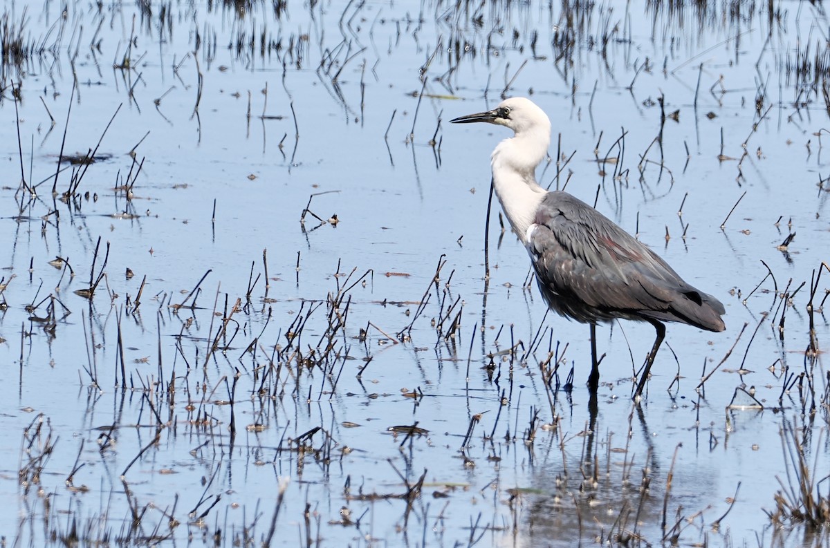 Pacific Heron - ML610160966