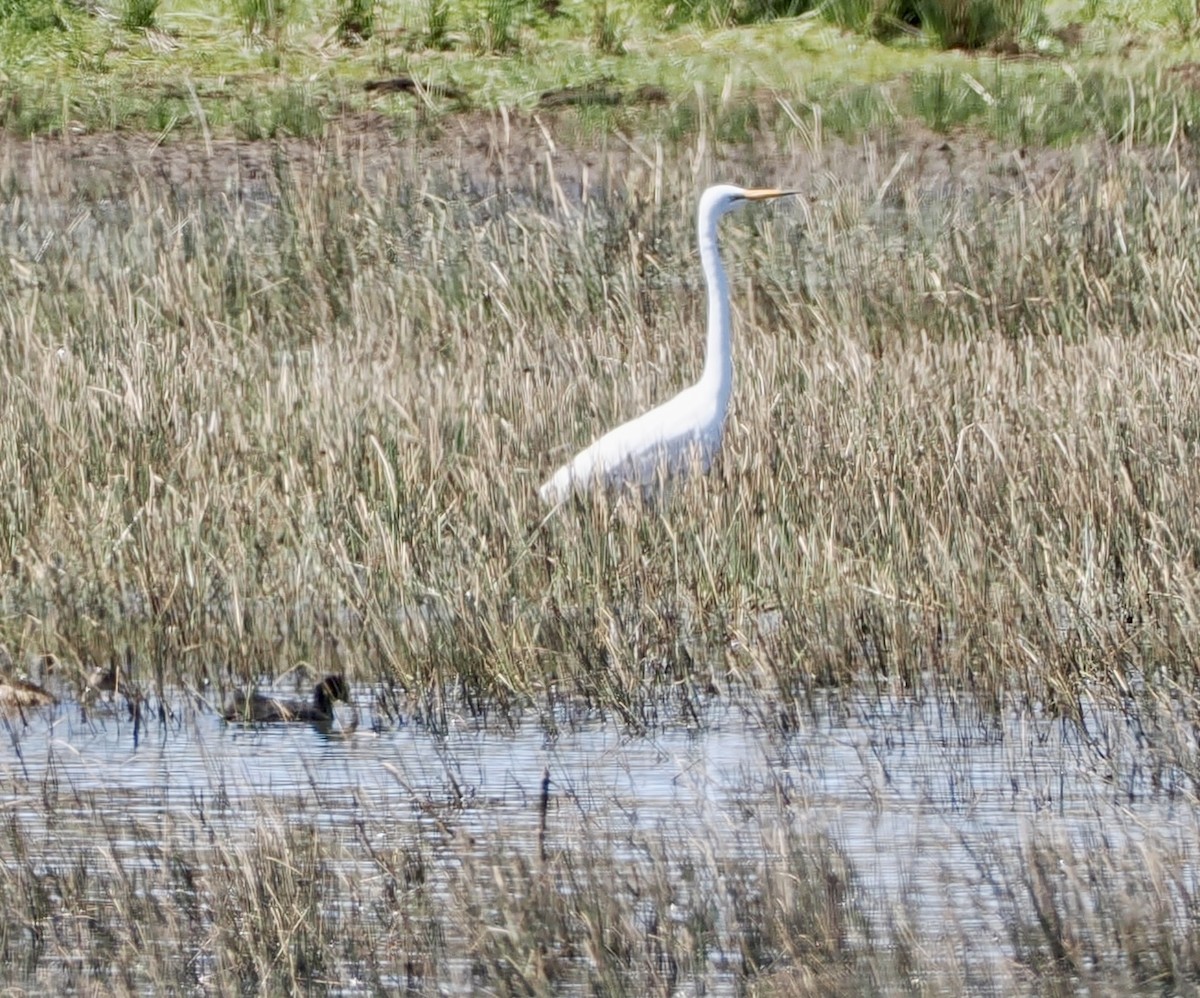 Great Egret - ML610160969