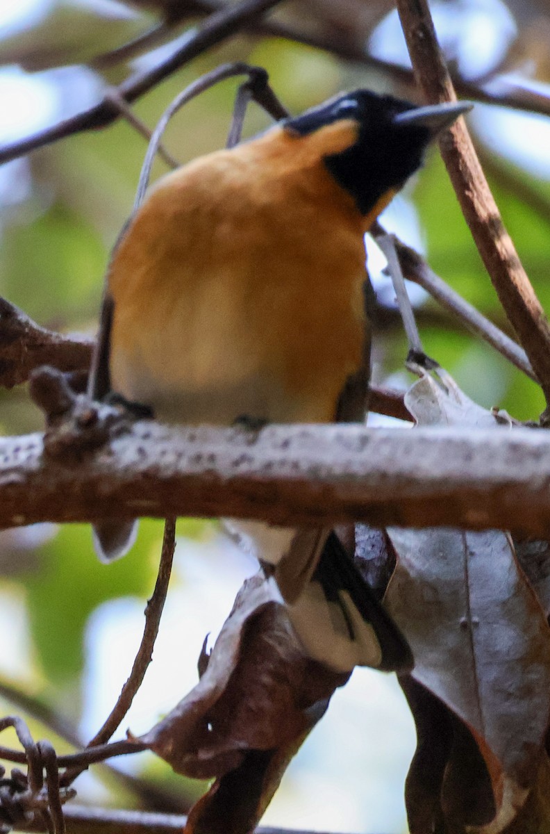 Spectacled Monarch - ML610161009