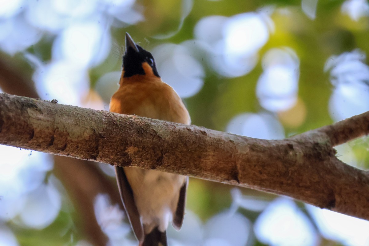 Spectacled Monarch - ML610161012