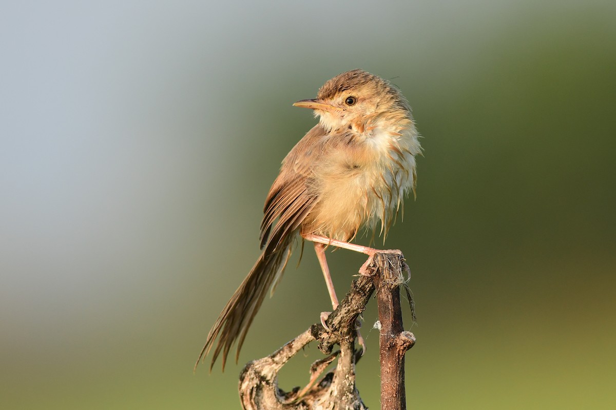 Plain Prinia - Ajoy Kumar Dawn