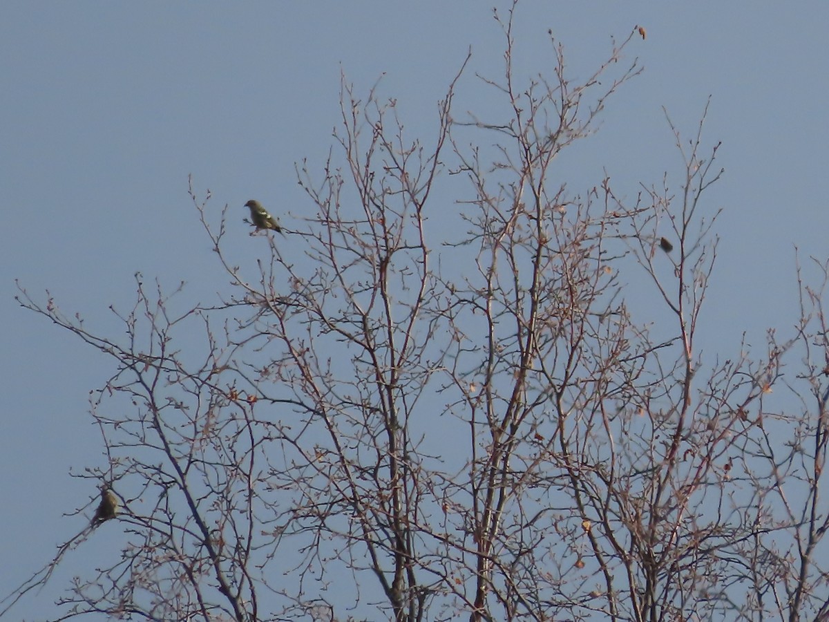 White-winged Crossbill - Laura Burke