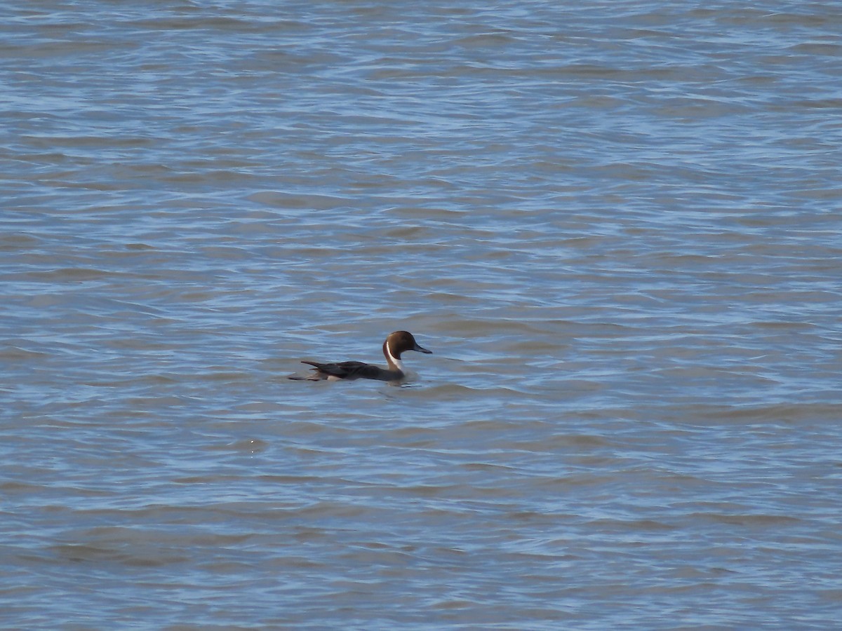 Northern Pintail - ML610161210