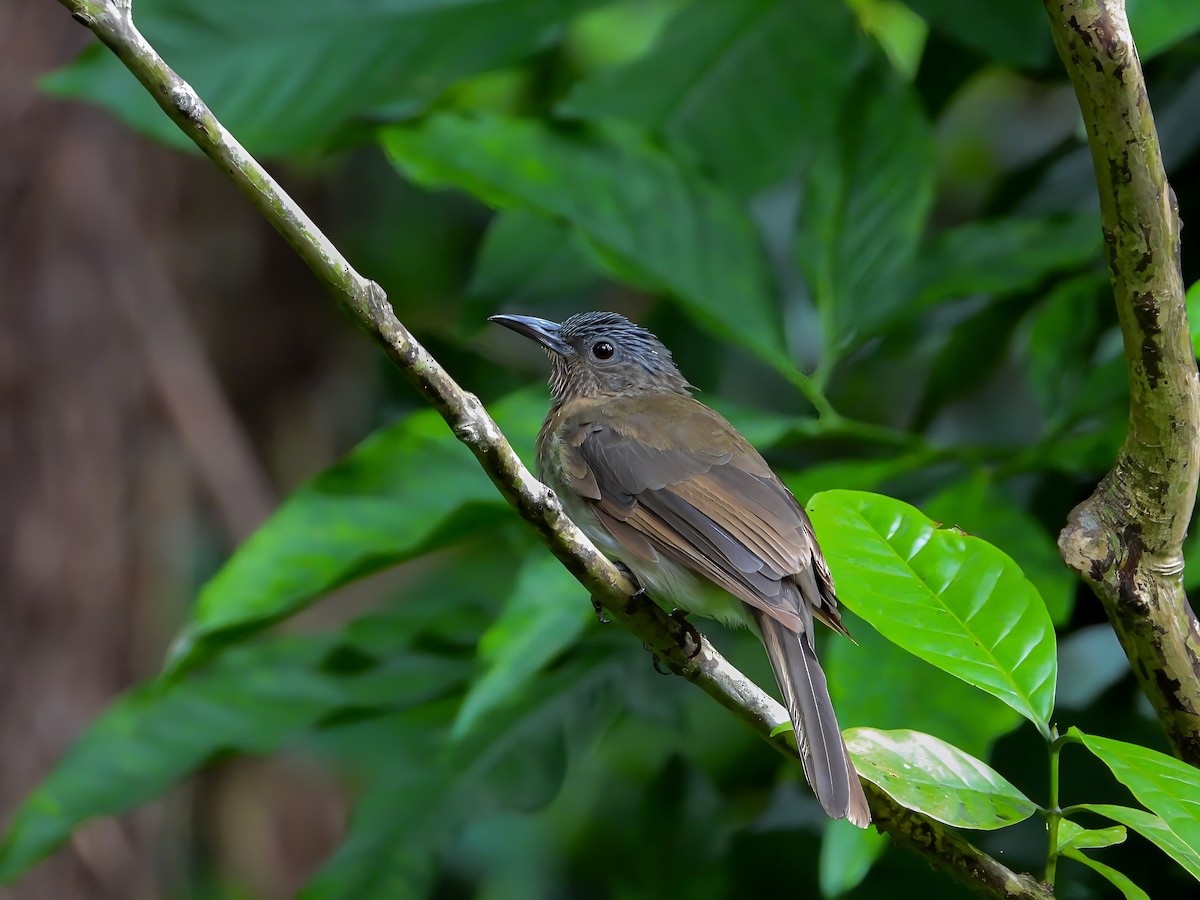 Visayan Bulbul - ML610161250