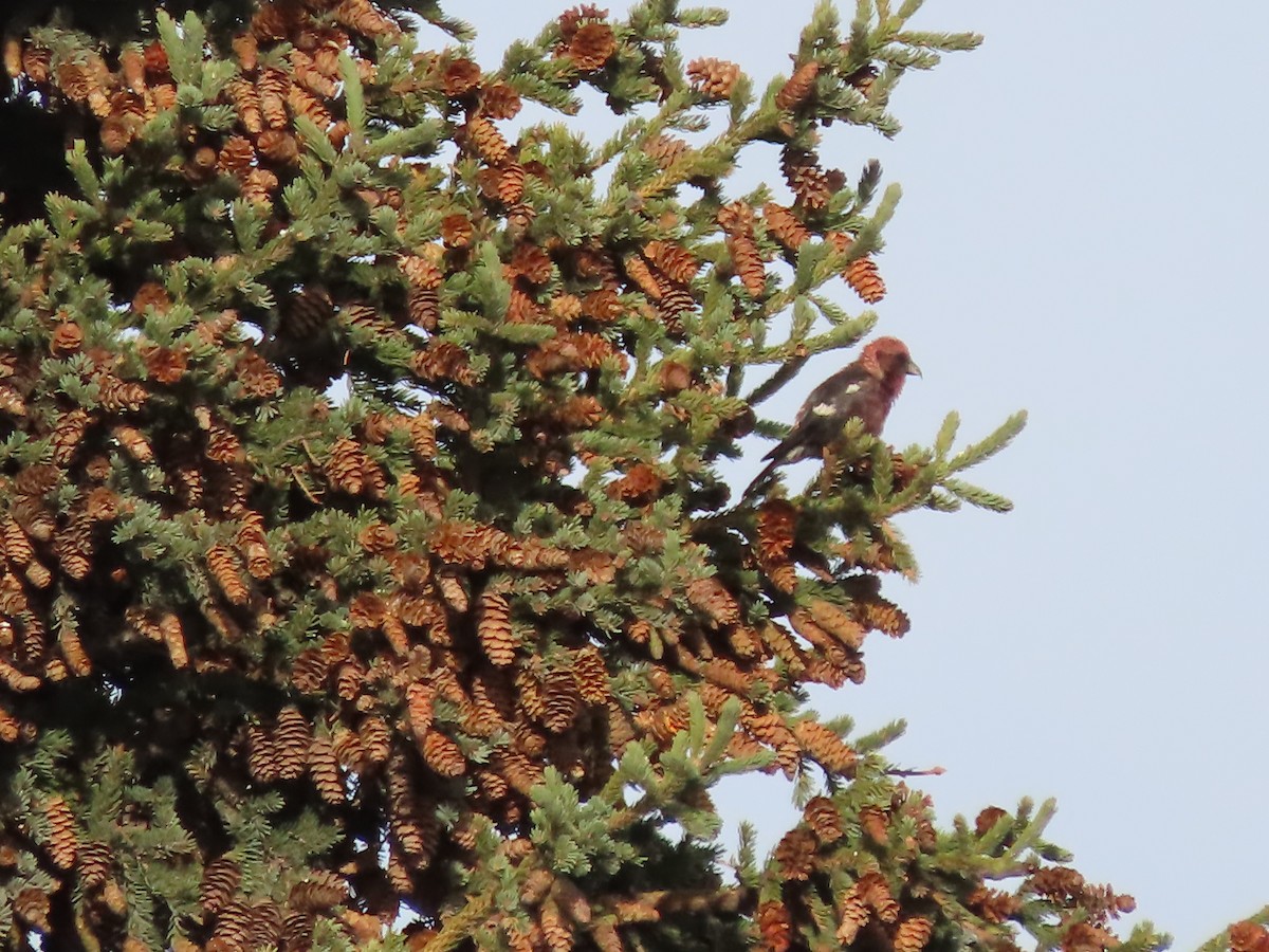 White-winged Crossbill - ML610161272