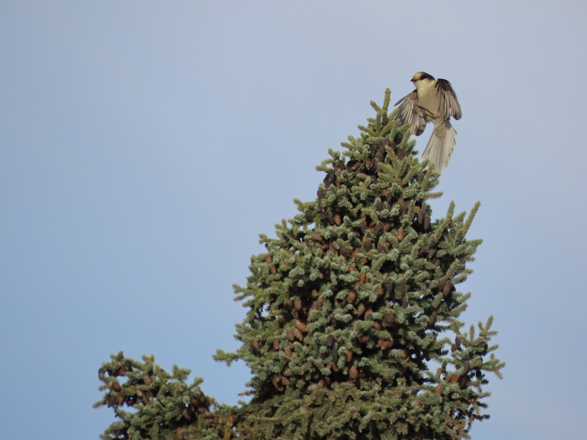 Canada Jay - ML610161286