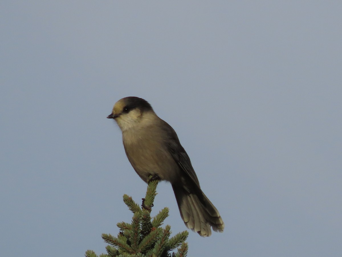 Canada Jay - ML610161287