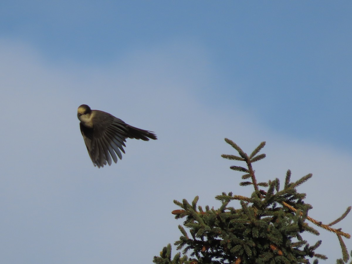 Canada Jay - ML610161294