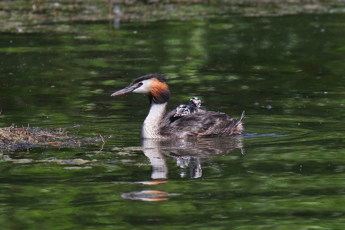 Great Crested Grebe - ML610161370