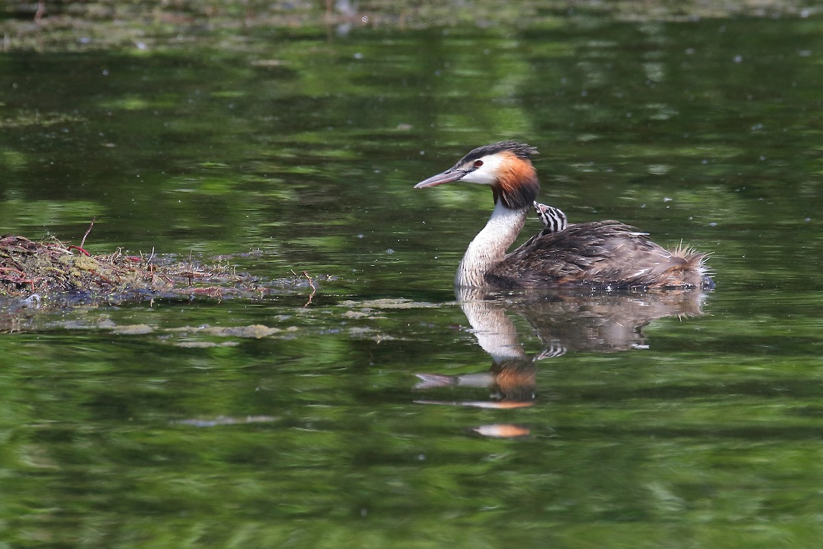 Great Crested Grebe - ML610161371