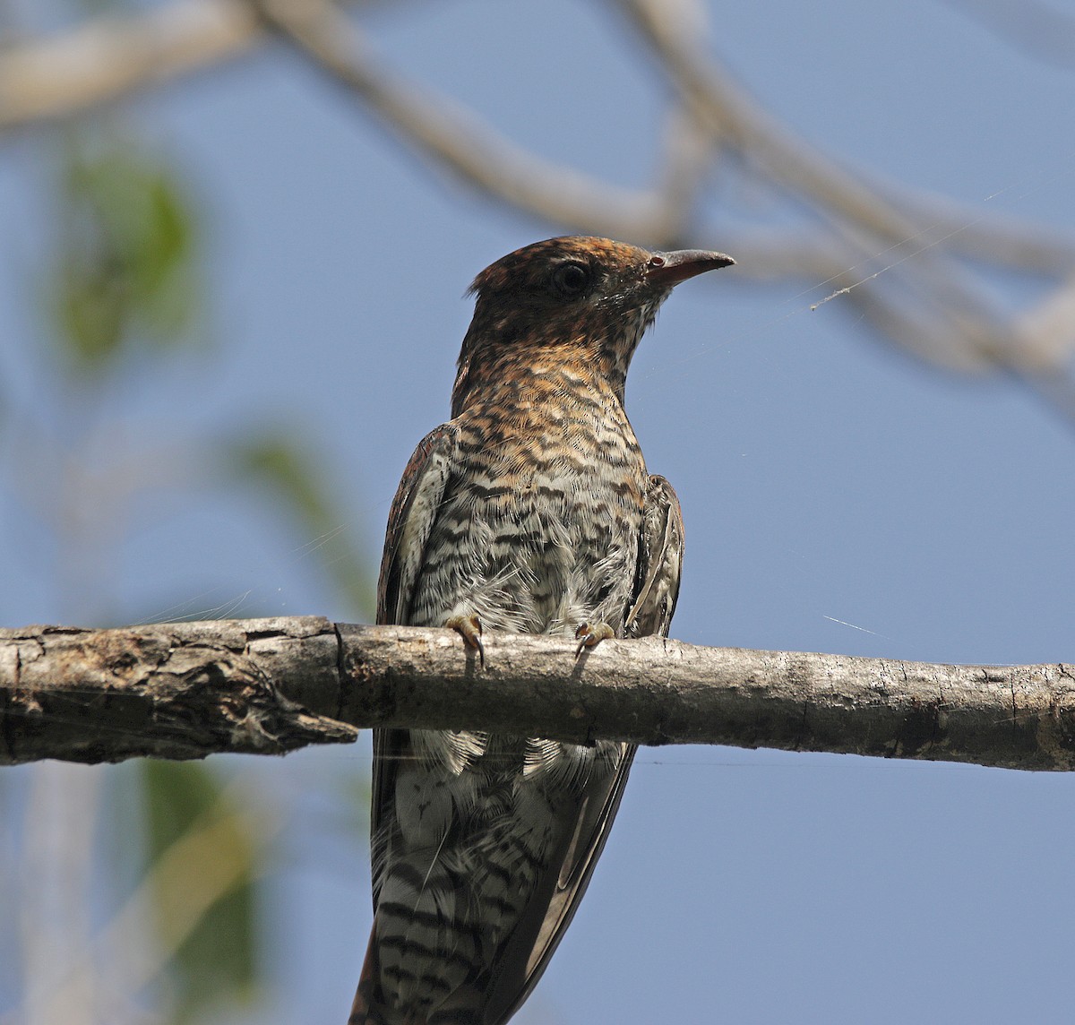 Gray-bellied Cuckoo - ML610161411