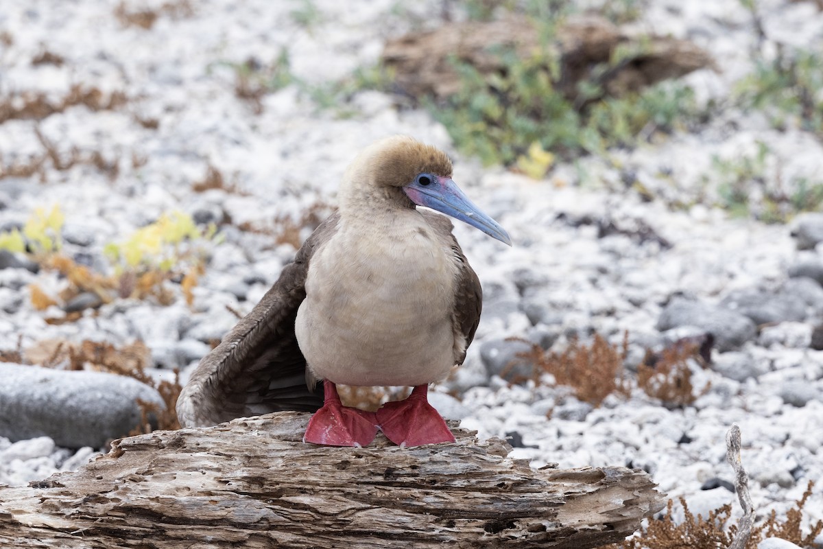 Red-footed Booby (Eastern Pacific) - ML610161467