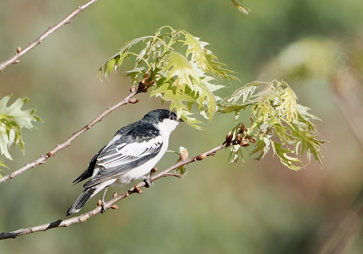 White-winged Triller - ML610161496