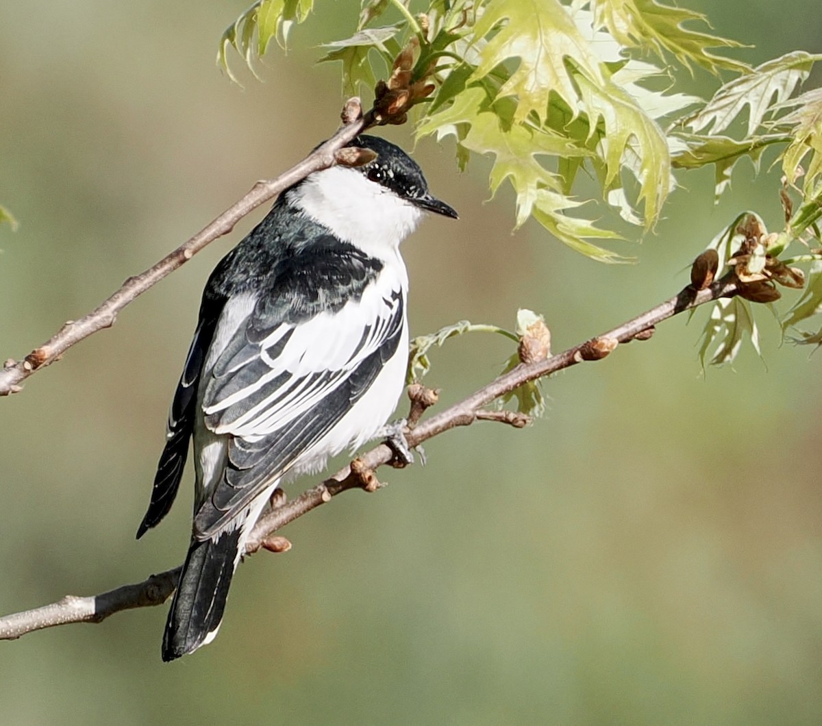 White-winged Triller - ML610161497