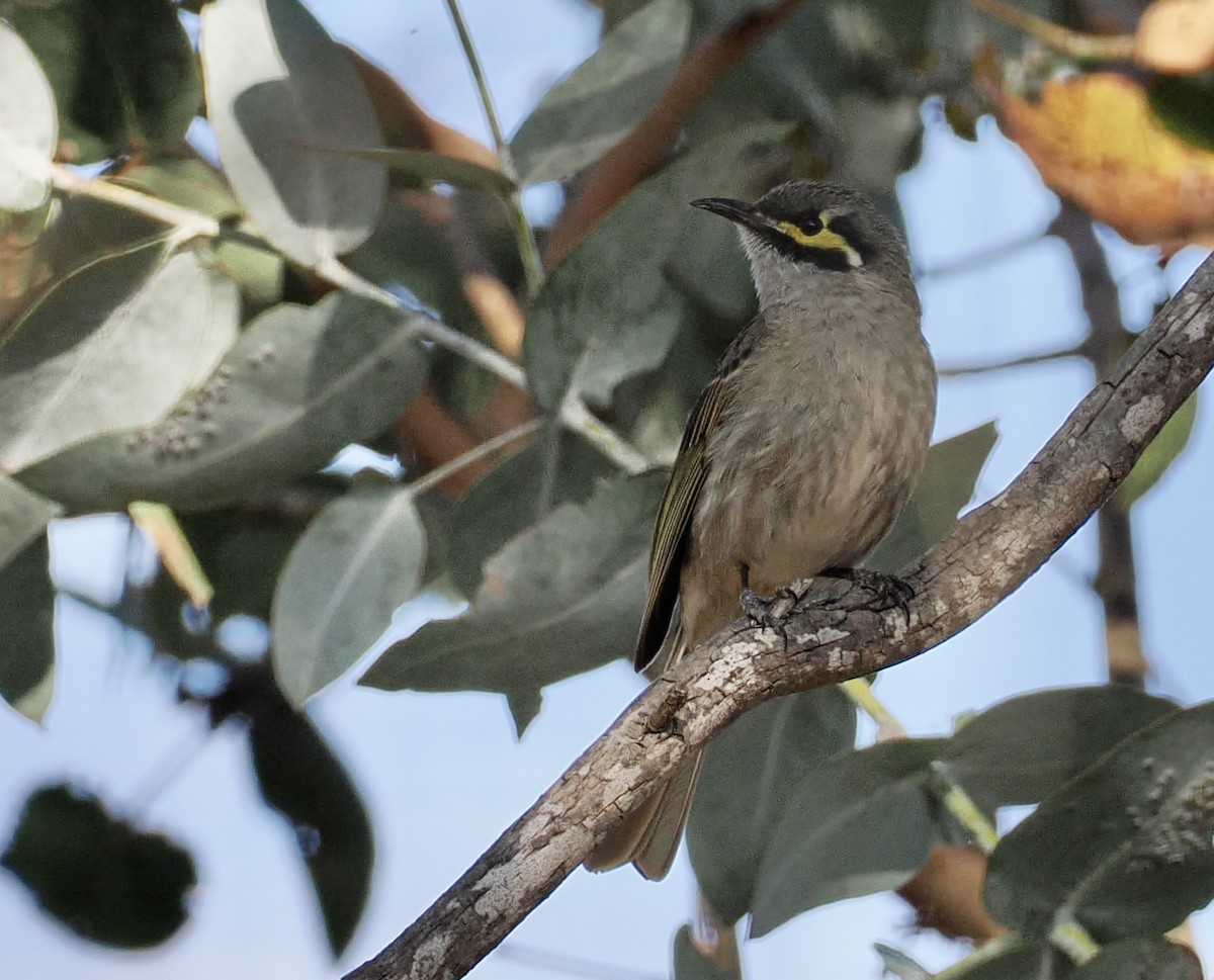 Yellow-faced Honeyeater - ML610161498