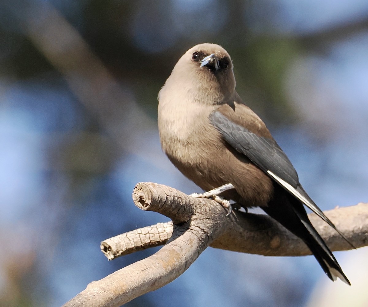 Dusky Woodswallow - ML610161515