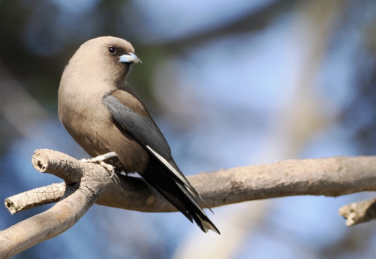 Dusky Woodswallow - ML610161516