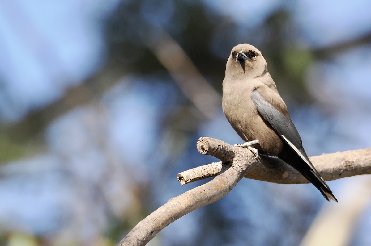 Dusky Woodswallow - ML610161517