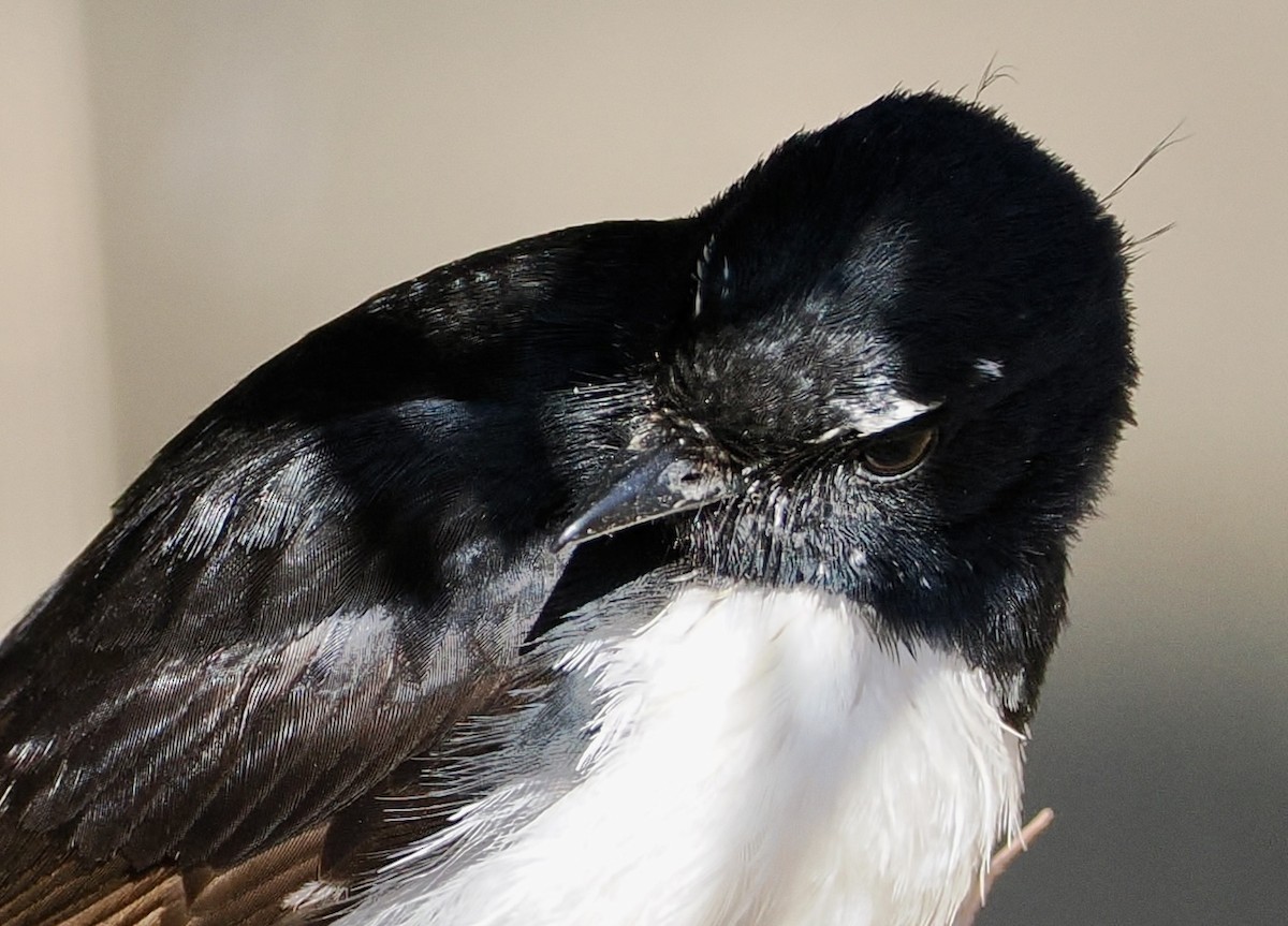 Willie-wagtail - ML610161522