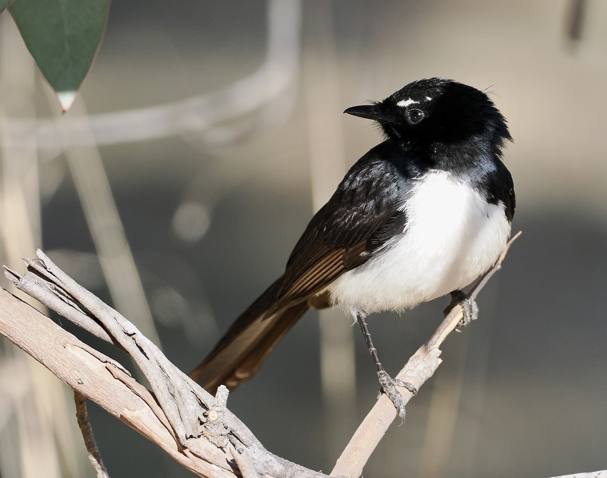 Willie-wagtail - ML610161523