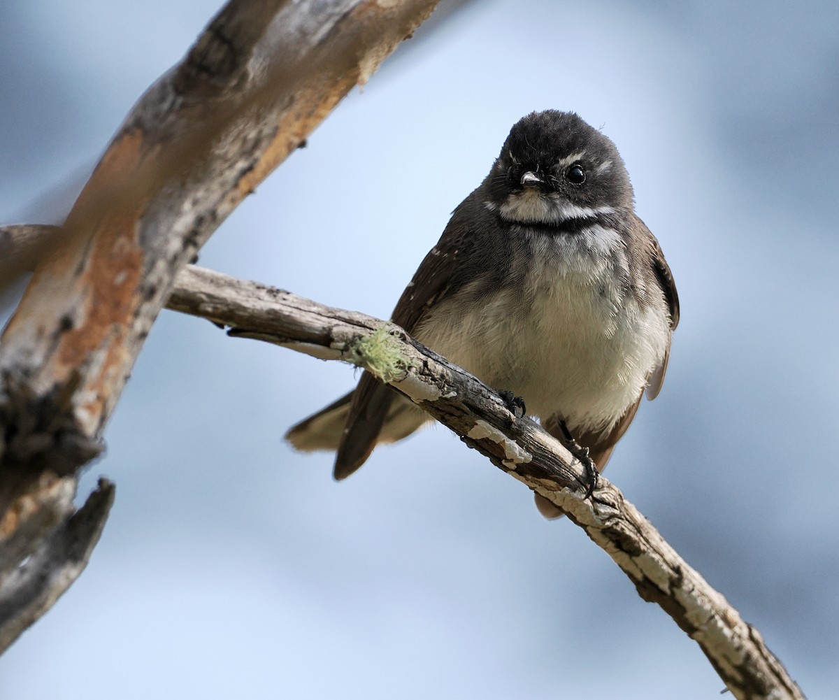 Gray Fantail - ML610161528