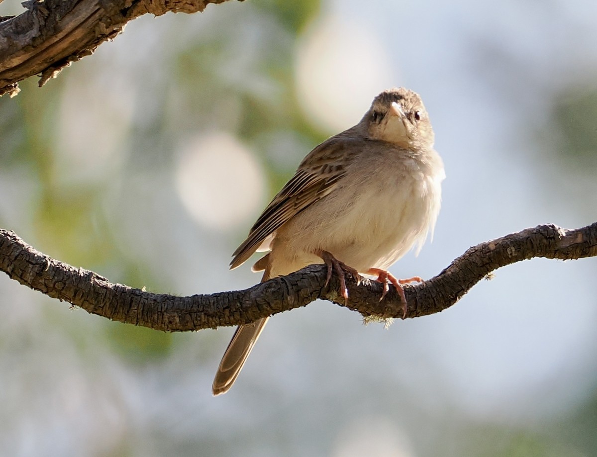 Rufous Songlark - ML610161531