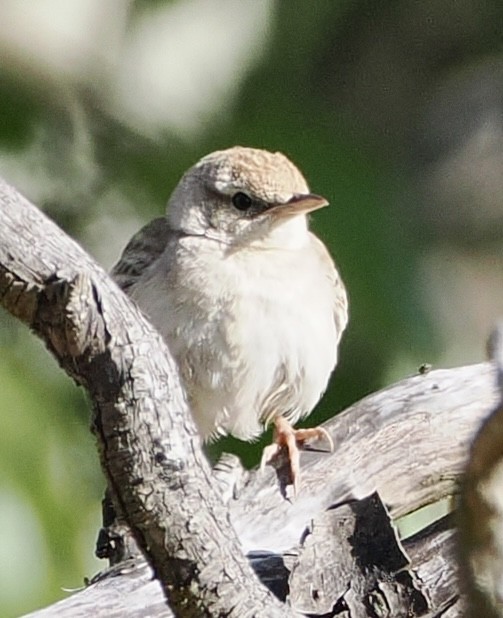 Rufous Songlark - ML610161532