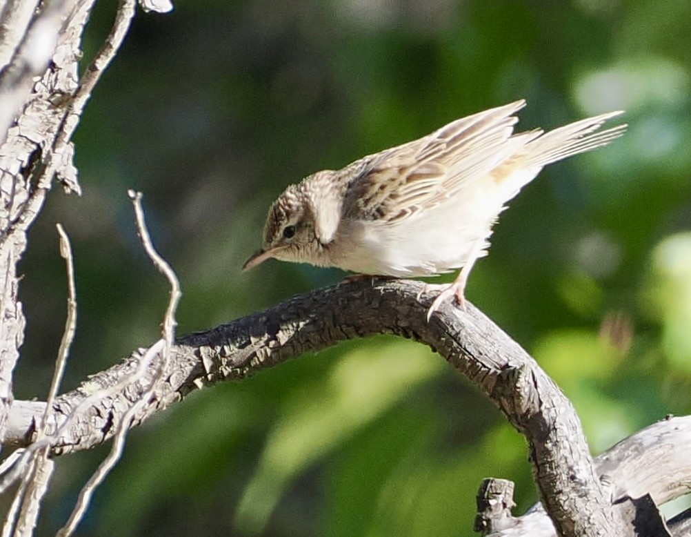 Rufous Songlark - ML610161533