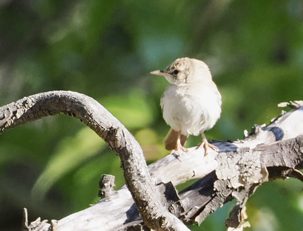 Rufous Songlark - Cheryl Cooper