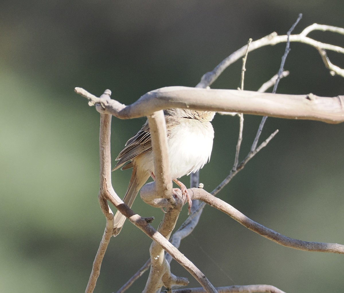 Rufous Songlark - ML610161535