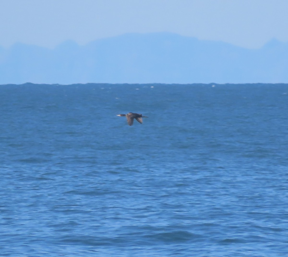 Red-faced Cormorant - Laura Burke