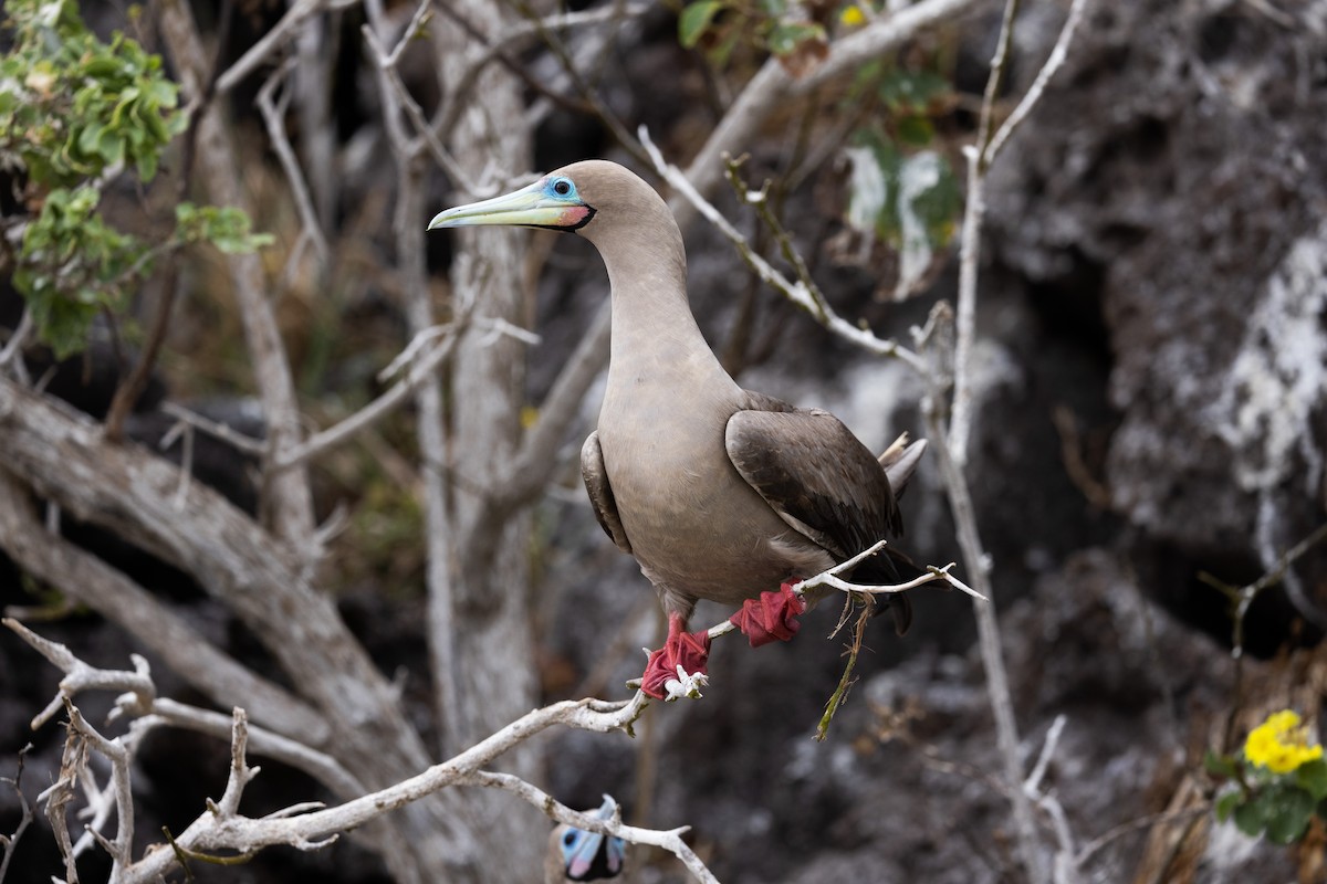 Red-footed Booby (Eastern Pacific) - ML610161590