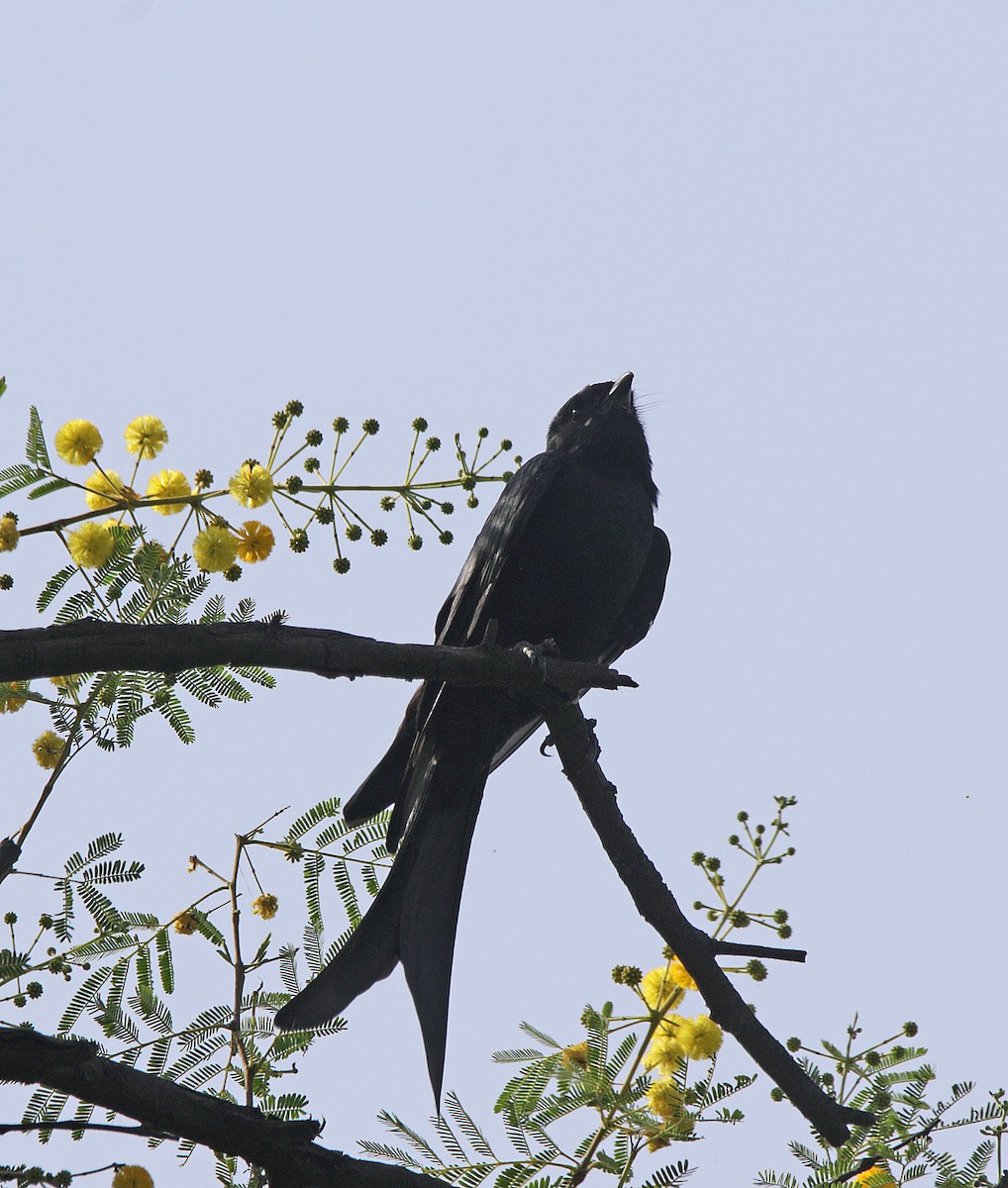 Black Drongo - ML610161605