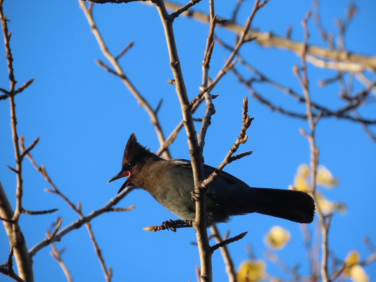 Steller's Jay - Laura Burke