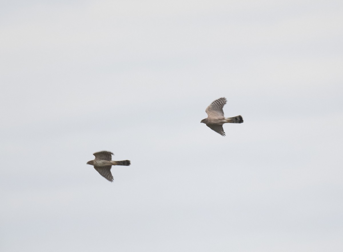 Cooper's Hawk - ML610161688