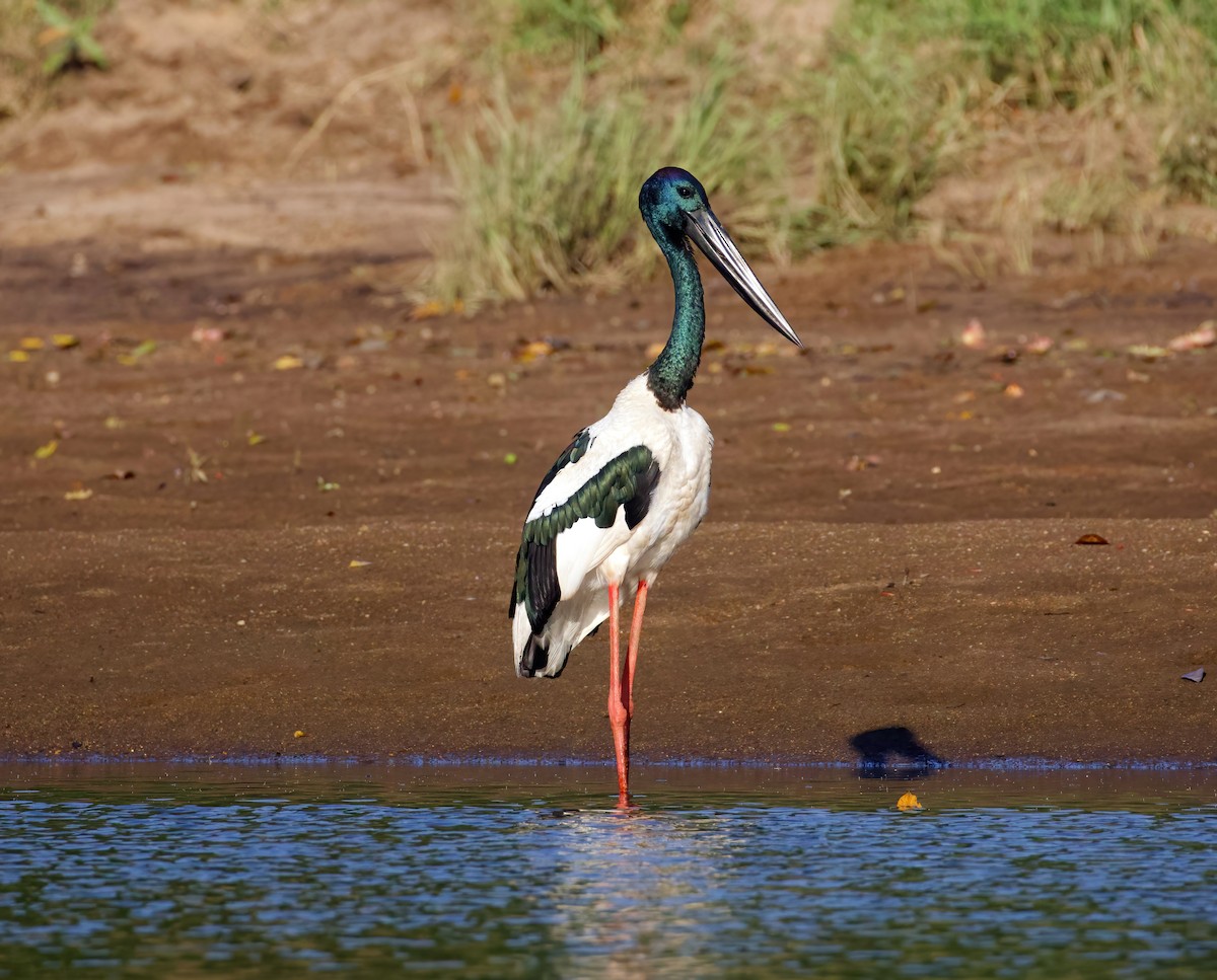 Black-necked Stork - ML610161721