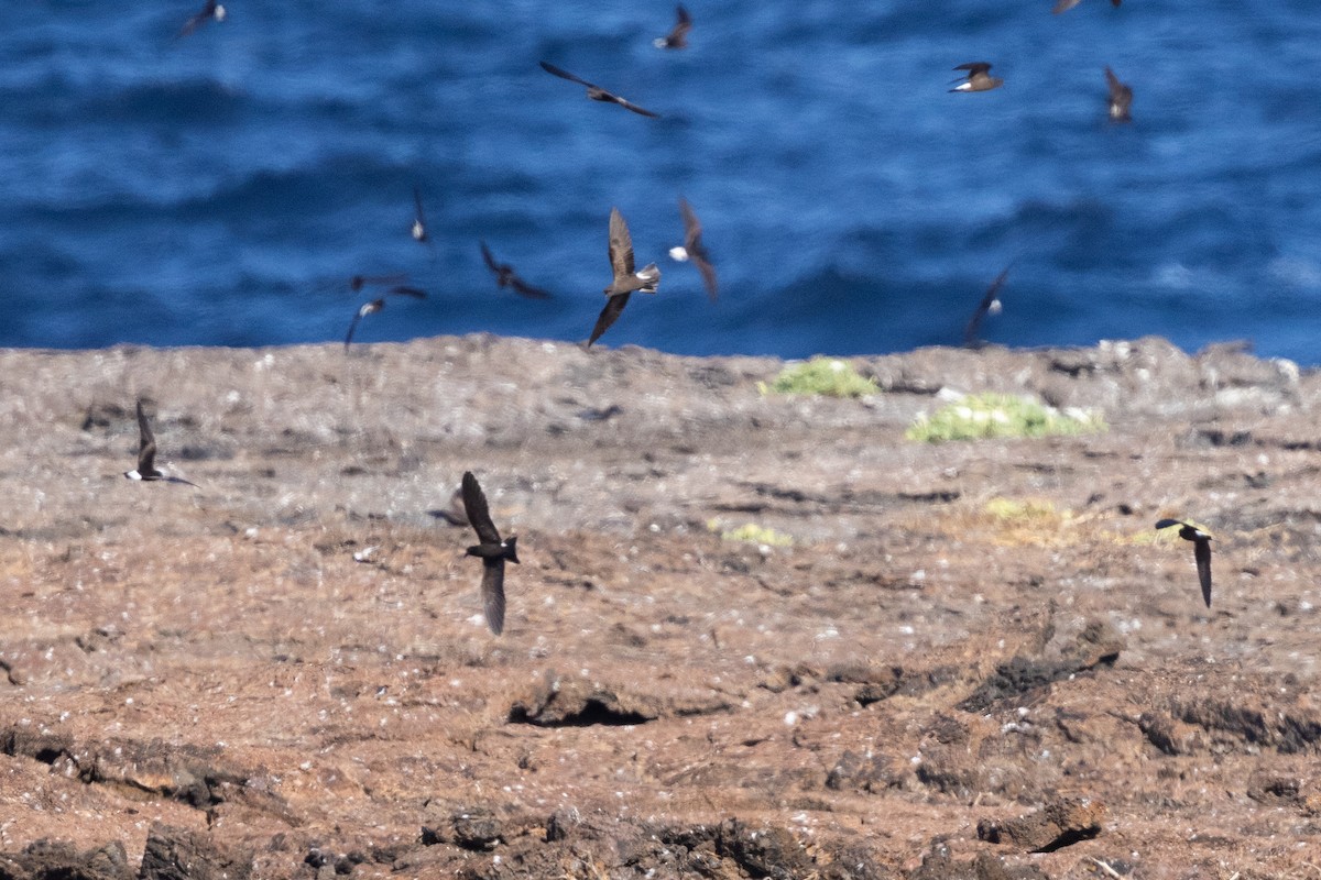 Wedge-rumped Storm-Petrel - ML610161749