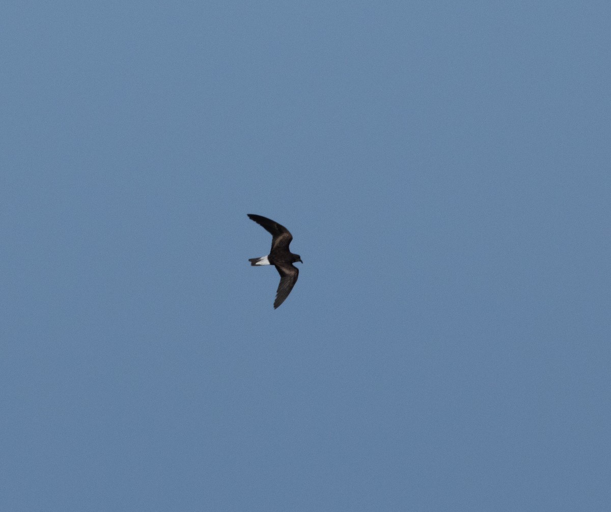 Wedge-rumped Storm-Petrel - ML610161754