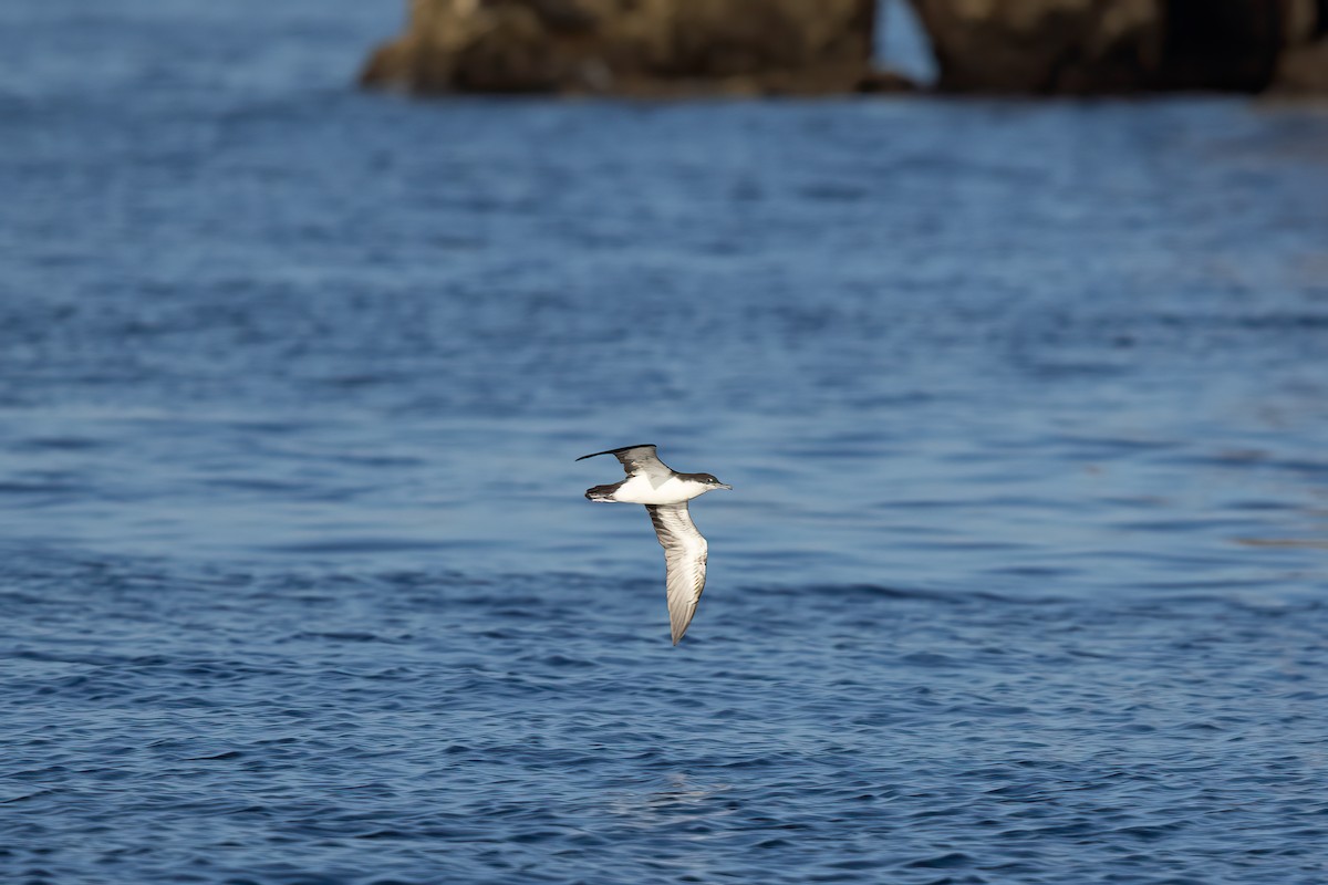Galapagos Shearwater - ML610161758