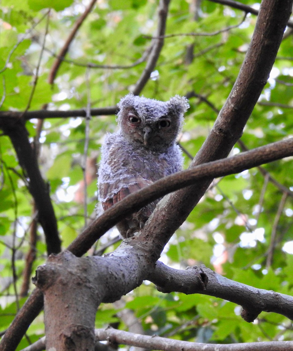 Eastern Screech-Owl - ML61016191