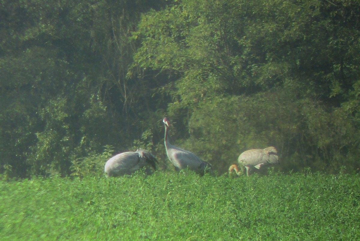 Common Crane - ML610161973