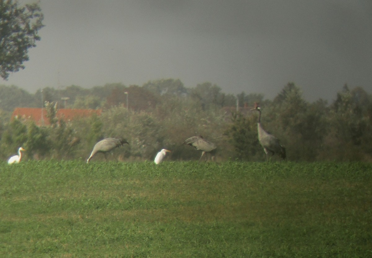 Common Crane - ML610161974