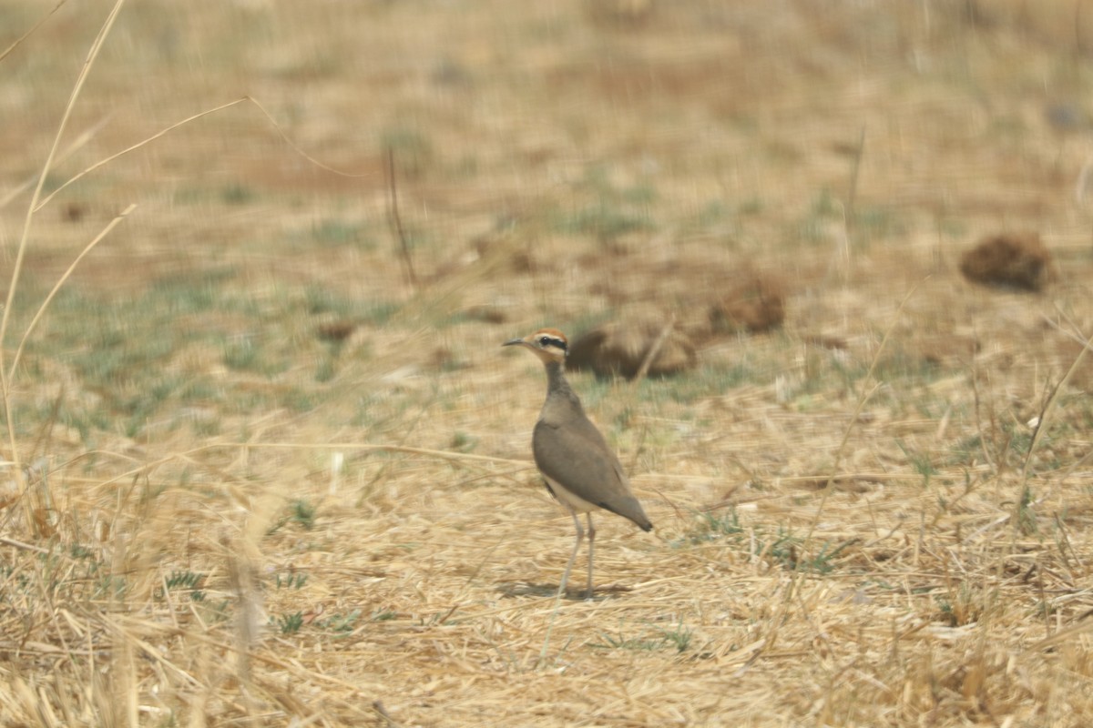 Temminck's Courser - ML610162062