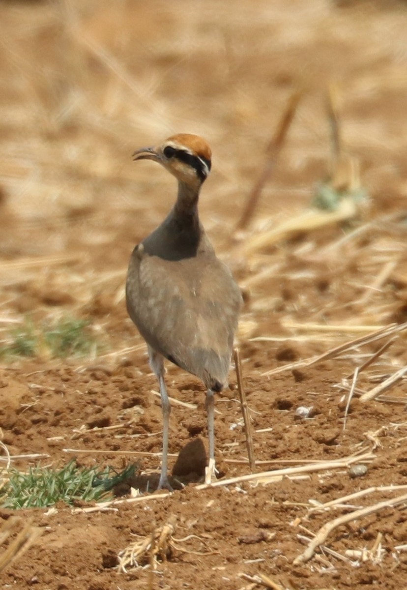 Temminck's Courser - ML610162065