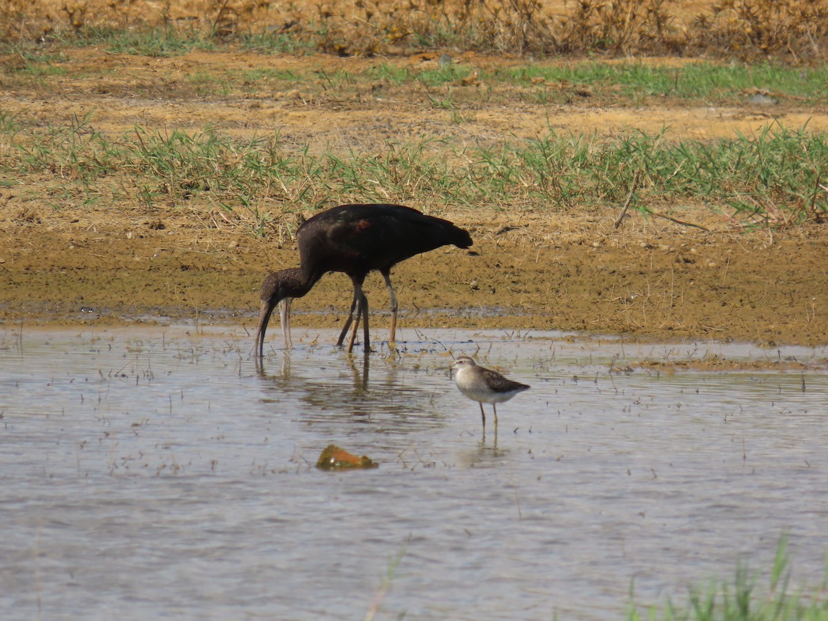 Wood Sandpiper - ML610162078