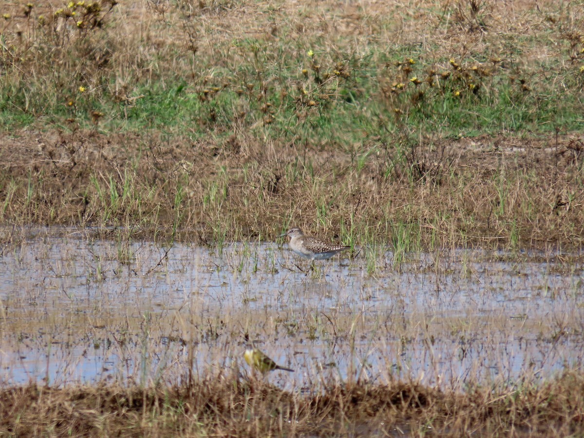 Wood Sandpiper - ML610162079