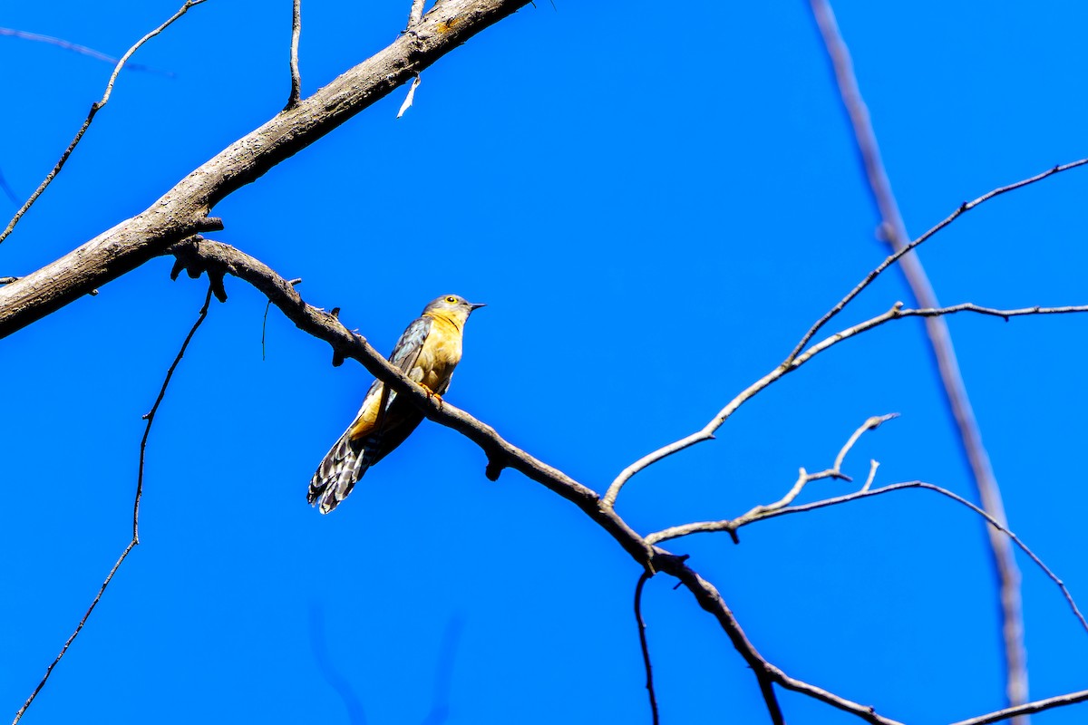 Fan-tailed Cuckoo - ML610162145